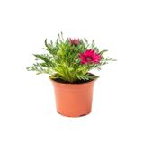 Bitkim Sende Pembe Gazanya Çiçeği, Saksılı, 15-25cm, Çiçekli Bodur Bitki