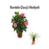 Bitkim Sende Pembe Japon Gülü (Hibiscus Rosa) Kurdele Çiçeği Hediyeli