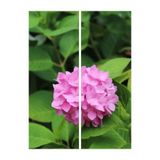 Bitkim Sende Pembe Ortanca Fidanı, 40-50 cm, Saksıda, Çiçekli Bodur Bitkiler