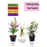 Bitkim Sende Pembe Oya Ağacı, Arap Yasemini, Kurdele Çiçeği Hediyeli, 3'lü Set