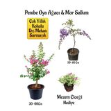 Bitkim Sende Pembe Oya Ağacı Fidanı+Mor Salkım Ağacı Fidanı Mezem Çiçeği Hediyeli Bahçe Peyzaj Seti