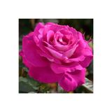 Bitkim Sende Pembe Renk Gül Fidanı, 10-15 cm Saksıda, Yediveren Kokulu Aşılı Gül, Pink Rose