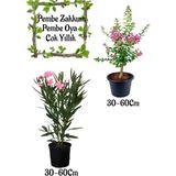 Bitkim Sende Pembe Zakkum Çiçeği 1 Adet+ Pembe Oya Ağacı 1 Adet Saksılı Bahçe Seti