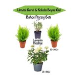 Bitkim Sende Peyzaj Seti, 2 Adet Limoni Servi Fidanı, 1 Adet Beyaz Gül Fidanı, Hediye Lavanta