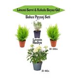 Bitkim Sende Peyzaj Seti, 2 Adet Limoni Servi Fidanı, 1 Adet Beyaz Gül Fidanı, Hediye Lavanta