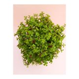 Bitkim Sende Portulacaria Afra Yeşim Para Salon Çiçeği, 15-30cm, Yenilebilir, 1 Adet