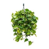 Bitkim Sende Pothos Sarmaşığı Askılı Saksıda Bitkisi, Yeşil, Ev Bitkisi