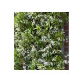 Bitkim Sende Rhyncospermum Jasminoides Arap Yasemini Yasemin Fidanı 30-60cm Kokulu Bahçe Sarmaşığı