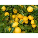 Bitkim Sende Saksı Yetiştiriciliğine Uygun Yediveren Limon Fidanı