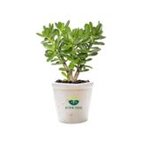 Bitkim Sende Saksılı Crassula Ovata Şans Bitkisi Yeşim Para Çiçeği, 15-25 cm, Yeşil