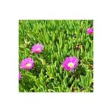 Bitkim Sende Saksılı Kaz Ayağı Çiçeği Fidanı, 10-20 cm, Pembe