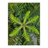Bitkim Sende Salon Çamı Fidanı, 1 Adet, Saksılı/Tüplü, 20-40cm, İç/Dış Mekan Bitkisi, Araucaria