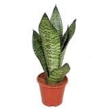Bitkim Sende Sansevieria Zeylanica Paşa Kılıcı Hava Temizleyici Bitki, İç Mekan Bitkisi