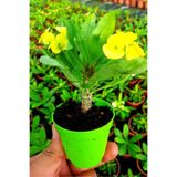 Bitkim Sende Sarı Çiçekli Milli Dikenler Tacı, 10-45 cm, Saksılı Canlı Euphorbia
