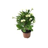 Bitkim Sende Sarı Dikenler Tacı Japon Iğnesi Euphorbia Milli, Canlı İç Mekan Bitkisi