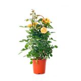 Bitkim Sende Sarı Gül Fidanı, 4 Mevsim Dikilir, Mumyalı Aşılı, 10-15 cm, Tüplü/Saksılı, 1 Adet