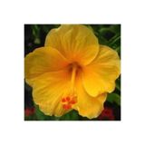 Bitkim Sende Sarı Japon Gülü Çiçeği Fidanı, 25-40 cm, Saksılı, Hibiscus Rose
