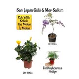 Bitkim Sende Sarı Japon Gülü Çiçeği, Mor Salkım Ağacı Fidanı, Tül Kuşkonmaz Hediyeli Peyzaj Seti