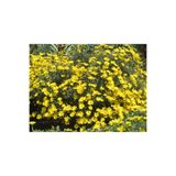 Bitkim Sende Sarı Papatya Euryops, Çok Yıllık Dış Mekan Çiçeği, 25-30 cm, Saksıda