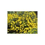 Bitkim Sende Sarı Papatya Euryops, Çok Yıllık Dış Mekan Çiçeği, 25-30 cm, Saksıda