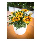 Bitkim Sende Sarı-Turuncu Gazanya Çiçeği, 1 Adet, Saksılı, 15-25cm
