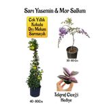 Bitkim Sende Sarı Yasemin Çiçeği, Mor Salkım Ağacı Fidanı, Buz Çiçeği Hediyeli Peyzaj Seti