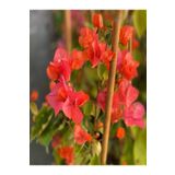 Bitkim Sende Sarmaşık Begonvil Çiçeği Mercan Rengi (40 50 CM)1 Adet Saksılı Çiçekli Bitki Bougainvillea