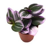 Bitkim Sende Serada Decor&plant Mor Telgraf Çiçeği Nanouk Zebrina Sukulent 5,5 cm 1.kalite