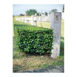 Bitkim Sende Şimşir Çalısı Fidanı 30-45 cm Saksılı Dış Mekan Bitkileri, Buxus Microphylla 'Faulkner'