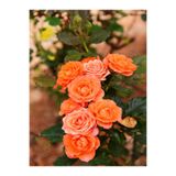 Bitkim Sende Somon Gül Fidanı, Kokulu, 1 Adet, 10-15 cm, Saksılı