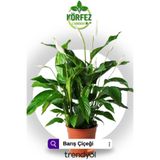 Bitkim Sende Spatifilyum Barış Çiçeği Spathiphyllum Bellini, 10 cm Saksı, 25-30 cm Yükseklik, Beyaz Çiçekli