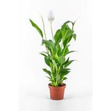 Bitkim Sende Spatifilyum Barış Çiçeği Spathiphyllum Bellini Beyaz Çiçekli Salon Bitkisi, 10 cm Saksı, 35-40 cm
