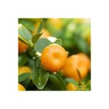 Bitkim Sende Tatlı Bodrum Mandalina Fidesi, 100-150 cm, Tüplü Dış Mekan Ağaç