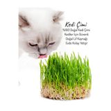 Bitkim Sende Taze Canlı Kedi Otu Mix, Saksıda Yetişmiş Kedi Çimi, 15-20 cm