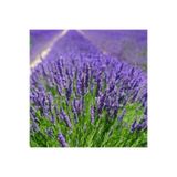 Bitkim Sende Tüplü Yoğun Kokulu Aromatik Lavanta Fidanı, Çok Renkli