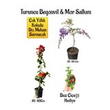 Bitkim Sende Turuncu Begonvil Çiçeği, Mor Salkım Ağacı Fidanı, Buz Çiçeği Hediyeli Bahçe Peyzaj Seti