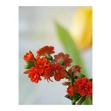 Bitkim Sende Turuncu Kalanşo (Emel Hanım) Çiçeği Fidanı, 15-35cm, Çiçekli Bodur Bitkiler, Orange Kalanchoe