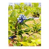 Bitkim Sende Videolu 1 Adet Lezzetli Yaban Mersini Fidanı 40-60 Cm Tüplü Iç Mekan Bitkileri Blueberry