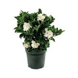 Bitkim Sende Videolu 1. Kalite Özel Kokulu 1 Adet Gardenya Çiçeği Saksılı 30-40cm (GARDENİA FLOWER)
