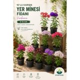 Bitkim Sende Videolu 10'lu Karışık Yer Minesi Fidanı 5-15cm Tüplü Çiçekli Bodur Bitkiler Verbana