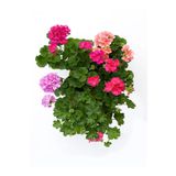 Bitkim Sende Videolu 3 Adet Karışık Renk Sakız Sardunya Çiçeği Saksılı Çiçekli Bodur Bitkiler Geranium