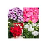 Bitkim Sende Videolu 4lü Set Sardunya Çiçeği Fidanı 15-30cm Saksılı (PELARGONİUM FLOWER)