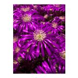 Bitkim Sende Videolu Acem Halısı Çiçeği Fidesi Fidanı 30 Adet Tüplü 5-10 Cm (DROSANTHEMUM FLORİBUNDUM)