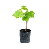 Bitkim Sende Videolu Bal Gibi Çekirdeksiz Üzüm Fidesi 30-60 cm Tüplü Dış Mekan Ağaç (Grape Seedling)