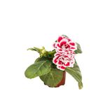 Bitkim Sende Videolu Bardak Menekşesi Pembe-beyaz Çiçekli 1 Adet Saksılı 10-20cm Salon Teras Bitkisi ( Gloxinia)