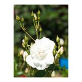Bitkim Sende Videolu Beyaz Gül Fidanı Yoğun Kokulu Saksılı 1 Adet [50-70cm] Dış Mekan [white Rose]