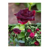 Bitkim Sende Videolu Bordo Yediveren Kokulu (25 50 CM) 2 Adet Gül Fidanı Saksılı Aşılı Gül Burgundy Rose