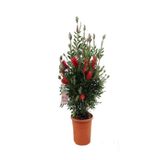 Bitkim Sende Videolu Canlı Kırmızı 1 Adet Fırça Çalısı Çiçeği Fidanı 60-80cm Saksılı (BOTTLEBRUSH)