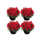 Bitkim Sende Videolu Canlı Kırmızı Kokulu 4 Adet Karanfil Çiçeği Fidanı 15-30cm Saksılı (CARNATİON)