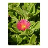 Bitkim Sende Videolu Canlı Renk 30 Adet Buz Çiçeği Fidesi 15-30cm Saksılı ( Ice Flower)
